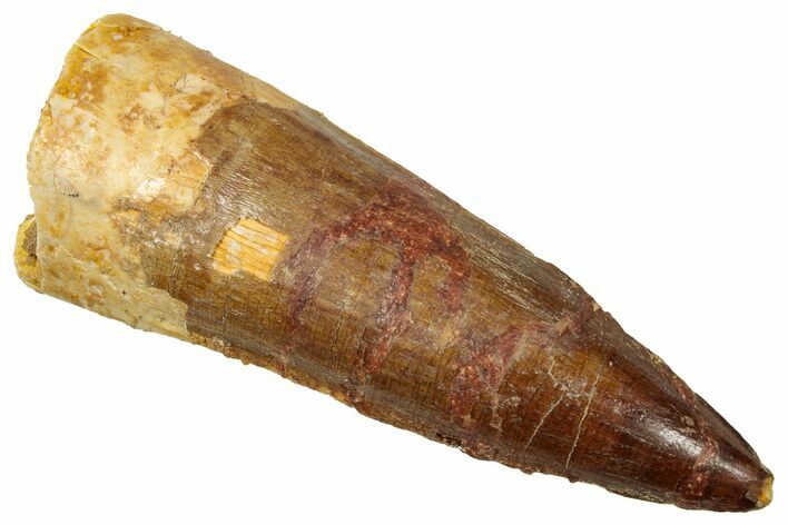 Fossil Spinosaurus Tooth - Real Dinosaur Tooth #329624